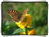 Motyl, Perłowiec malinowiec, Kwiat, Cynia