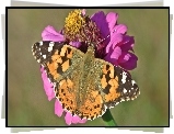 Motyl, Rusałka osetnik, Kwiat, Cynia