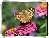 Motyl, Rusałka osetnik, Kwiat, Cynia