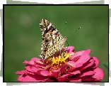 Motyl, Rusałka, Osetnik, Kwiat, Cynia