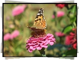Motyl, Rusałka osetnik, Kwiat, Cynia