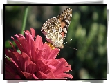 Motyl, Rusałka osetnik, Kwiat, Cynia