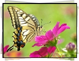 Motyl, Paź, Różowy, Kwiat, Kosmea