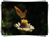 Motyl, Kwiatek