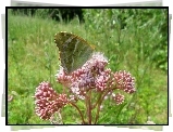 Motyl, Na, Różowym, Kwiatku, Łąka