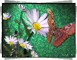 Kwiaty, Motyl, 3D