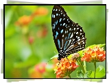 Motyl, Kwiaty