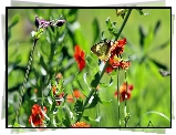 Kwiaty, Motyl, Rozmycie