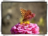 Motyl, Dostojka, Latonia, Cynia