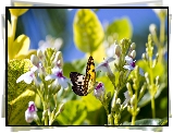 Motyl, Kwiaty, Liście, Światło