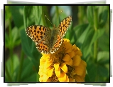 Motyl, Perłowiec malinowiec, Cynia