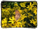 Motyl, Kwiaty, Nachyłek okółkowy