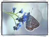 Motyl, Modraszek ikar, Kwiat, Niezapominajka, Makro