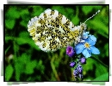 Motyl, Niezapominajka