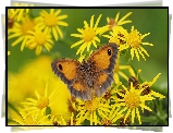 Motyl, Strzępotek ruczajnik, Żółte, Kwiaty