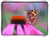 Motyl, Rusałka Osetnik, Kwiat
