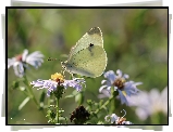 Motyl, bielinek, Owad, Biały