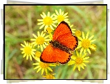 Owad, Motyl, Modraszek, Czerwończyk dukacik, Kwiatki, Żółte