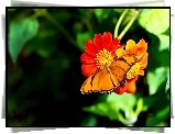 Pomarańczowy, Motyl, Kwiat