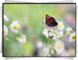 Motyl, Czerwończyk nieparek, Przymiotno białe