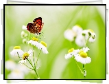 Motyl, Przymiotno
