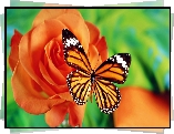 Motyl, Róża