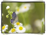 Motyl, Modraszek, Przymiotno białe, Rozmyte, Tło
