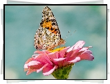 Motyl, Rusałka osetnik, Kwiat, Różowa, Cynia