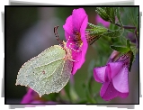 Motyl, Latolistek cytrynek, Kwiaty, Różowe, Petunie