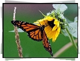 Monarcha, Motyl, Słonecznik