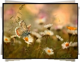 Motyl, Modraszek, Stokrotki, Kwiaty