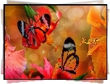 Motyle, Hibiskusy
