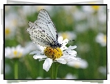 Motyl, Motylek, Stokrotka