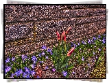 Mur, Tulipany, Śnieżnik lśniący, HDR
