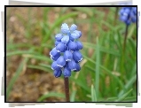 Muscari armeniacum