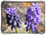 Muscari neglectum, Muscari armeniacum