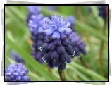 Muscari neglectum