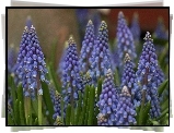 Muscari