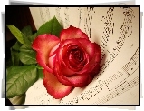 Muzyka, Nuty, Róża