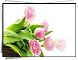 Naręcze, Tulipanów