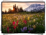 Łąka, Stratowulkan Mount Rainier, Park Narodowy Mount Rainier, Góry, Kwiaty, Alpinia purpurowa, Wschód słońca, Stan Waszyngton, Stany Zjednoczone