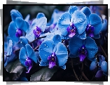 Kwiat, Niebieska, Orchidea, Storczyk, Grafika