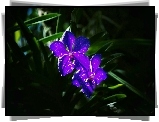 Niebieska, Orchidea