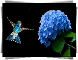 Niebieski, Kwiat, Hortensja, Koliber