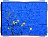 Żółte, Kwiatki, Prosienicznik, Niebieski, Mur
