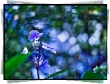 Niebieski, Kwiatek, Hortensja, Bokeh