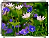 Białe, Niebieskie, Kwiaty