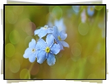 Niebieskie, Niezapominajki, Bokeh, Zbliżenie