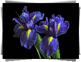 Kwiaty, Niebieskie, Irysy
