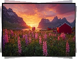 Norwegia, Lofoty, Morze, Góry, Czerwone, Domy, Łąka, Kwiaty, Łubin
